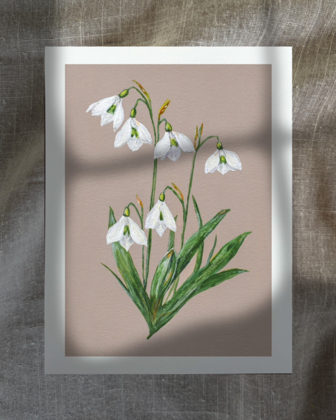 January Snowdrops