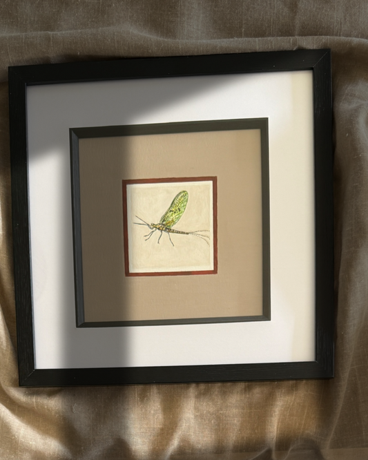 Week 16 - Mayfly