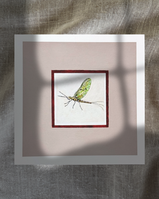 Mayfly
