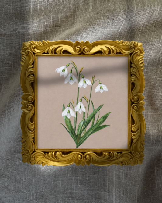 January Snowdrops